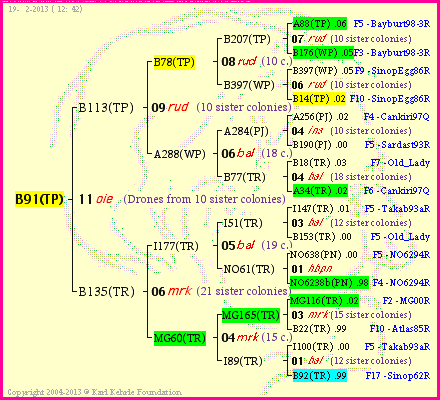 Pedigree of B91(TP) :
four generations presented