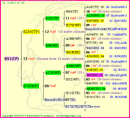 Pedigree of B91(TP) :
four generations presented