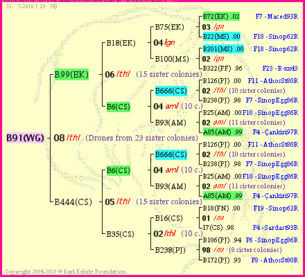 Pedigree of B91(WG) :
four generations presented