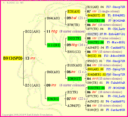 Pedigree of B913(SPD) :
four generations presented