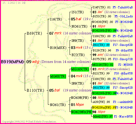 Pedigree of B919(MPM) :
four generations presented