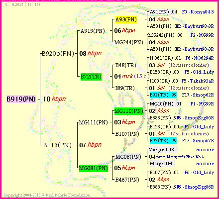 Pedigree of B919(PN) :
four generations presented