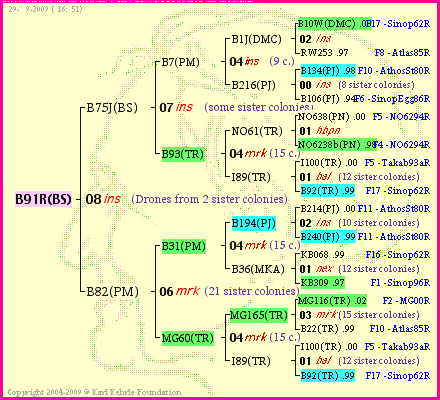 Pedigree of B91R(BS) :
four generations presented