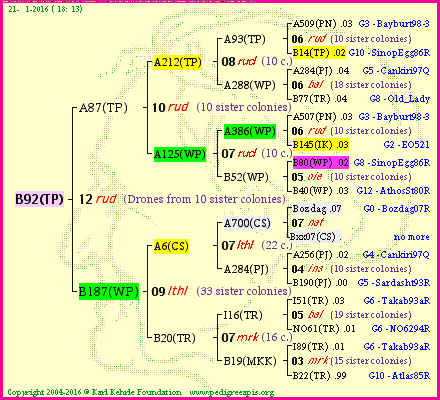 Pedigree of B92(TP) :
four generations presented