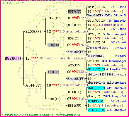 Pedigree of B920(FF) :
four generations presented