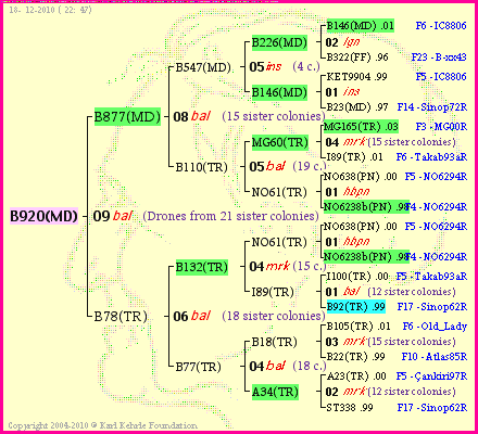 Pedigree of B920(MD) :
four generations presented
it's temporarily unavailable, sorry!