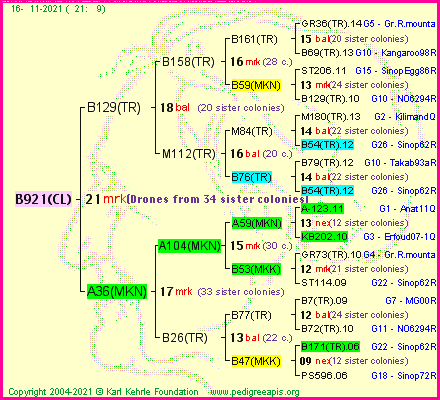 Pedigree of B921(CL) :
four generations presented
it's temporarily unavailable, sorry!