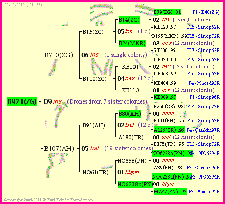 Pedigree of B921(ZG) :
four generations presented