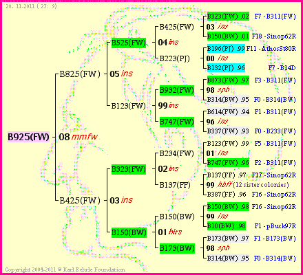 Pedigree of B925(FW) :
four generations presented