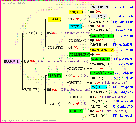 Pedigree of B93(AH) :
four generations presented