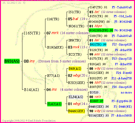 Pedigree of B93(AS) :
four generations presented