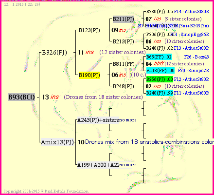 Pedigree of B93(BCI) :
four generations presented