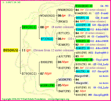 Pedigree of B93(HGS) :
four generations presented