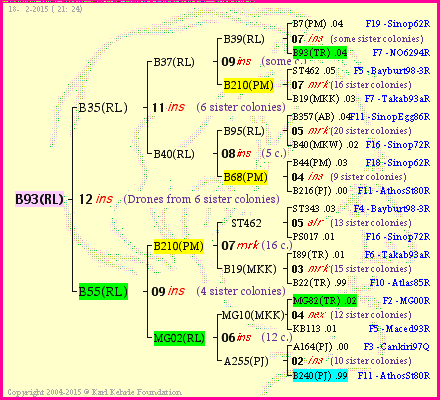 Pedigree of B93(RL) :
four generations presented