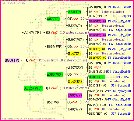 Pedigree of B93(TP) :
four generations presented