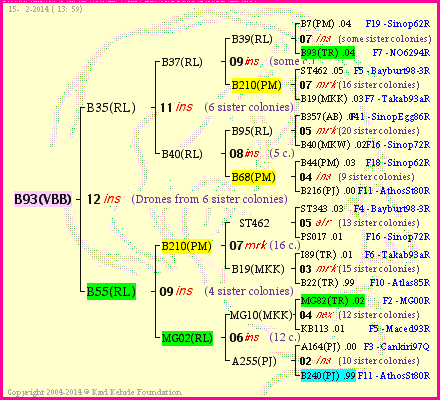 Pedigree of B93(VBB) :
four generations presented