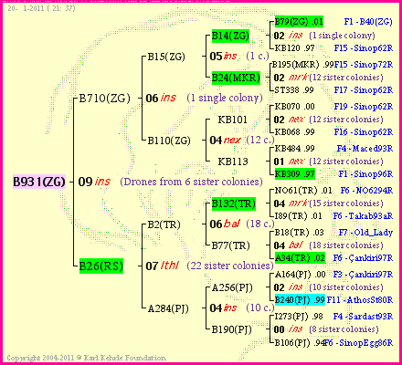 Pedigree of B931(ZG) :
four generations presented