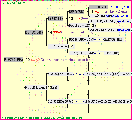 Pedigree of B932(JBB) :
four generations presented