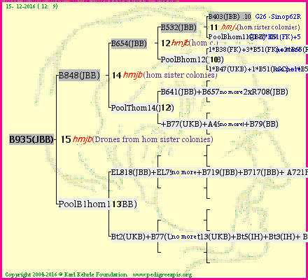 Pedigree of B935(JBB) :
four generations presented