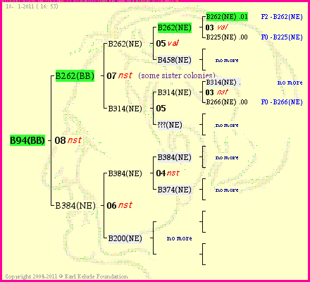 Pedigree of B94(BB) :
four generations presented