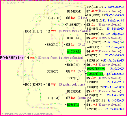 Pedigree of B94(RHP)1dr :
four generations presented