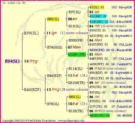 Pedigree of B94(SL) :
four generations presented