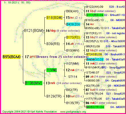 Pedigree of B95(BGM) :
four generations presented
it's temporarily unavailable, sorry!