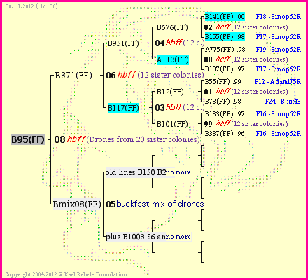 Pedigree of B95(FF) :
four generations presented