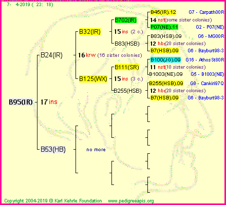 Pedigree of B95(IR) :
four generations presented<br />it's temporarily unavailable, sorry!