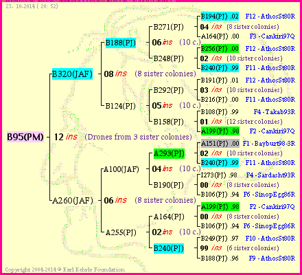 Pedigree of B95(PM) :
four generations presented