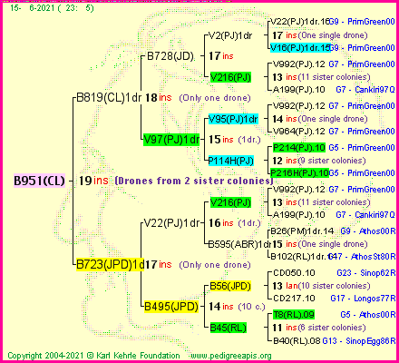 Pedigree of B951(CL) :
four generations presented
it's temporarily unavailable, sorry!