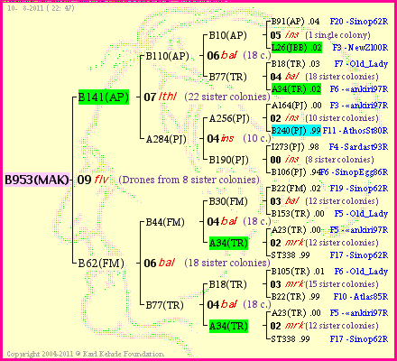 Pedigree of B953(MAK) :
four generations presented