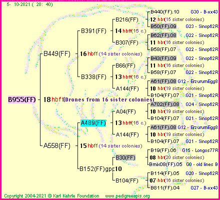 Pedigree of B955(FF) :
four generations presented
it's temporarily unavailable, sorry!