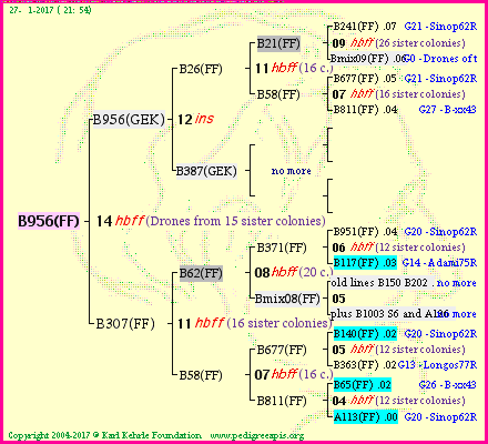 Pedigree of B956(FF) :
four generations presented