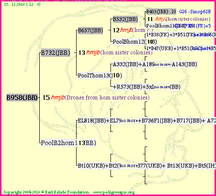 Pedigree of B958(JBB) :
four generations presented