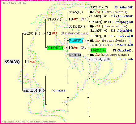 Pedigree of B96(AS) :
four generations presented