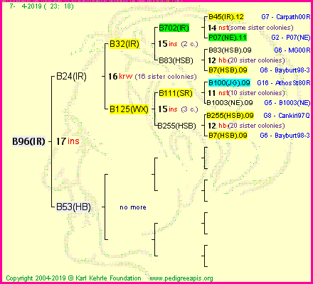 Pedigree of B96(IR) :
four generations presented<br />it's temporarily unavailable, sorry!