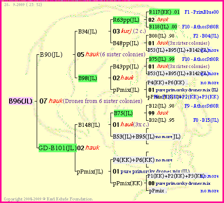 Pedigree of B96(JL) :
four generations presented