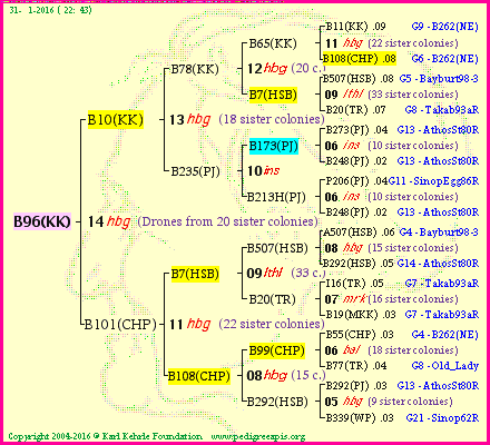 Pedigree of B96(KK) :
four generations presented