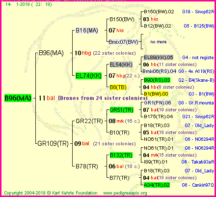 Pedigree of B96(MA) :
four generations presented<br />it's temporarily unavailable, sorry!