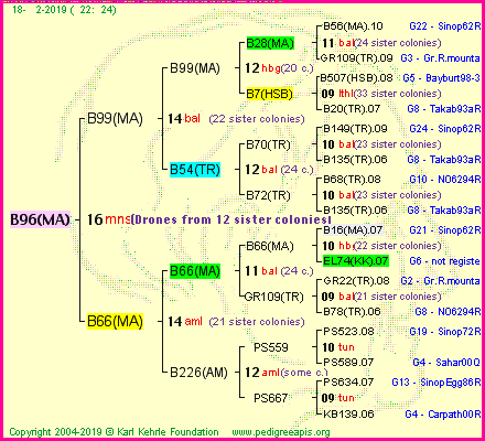 Pedigree of B96(MA) :
four generations presented
it's temporarily unavailable, sorry!