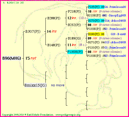 Pedigree of B96(MHG) :
four generations presented