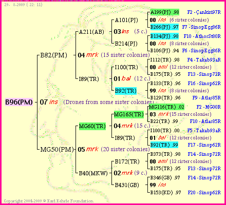 Pedigree of B96(PM) :
four generations presented