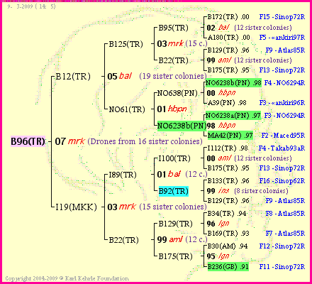 Pedigree of B96(TR) :
four generations presented