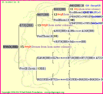 Pedigree of B960(JBB) :
four generations presented