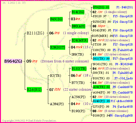 Pedigree of B964(ZG) :
four generations presented