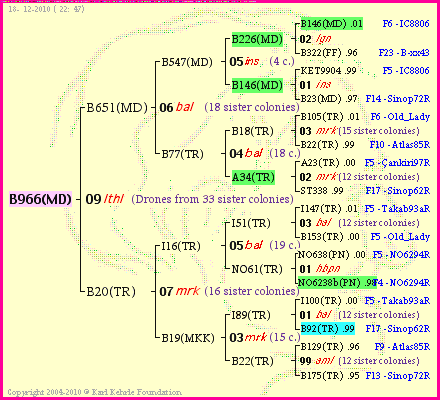 Pedigree of B966(MD) :
four generations presented