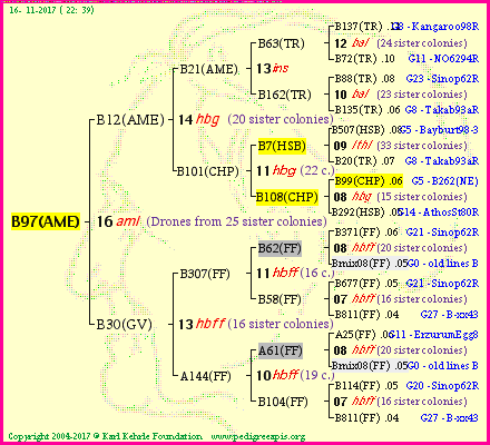 Pedigree of B97(AME) :
four generations presented