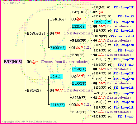 Pedigree of B97(HGS) :
four generations presented