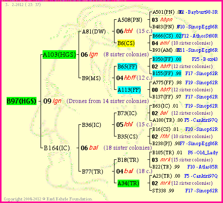 Pedigree of B97(HGS) :
four generations presented